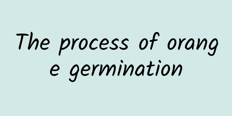 The process of orange germination