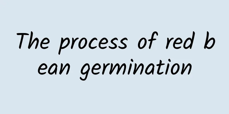 The process of red bean germination