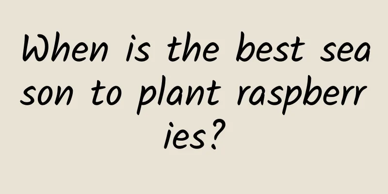 When is the best season to plant raspberries?