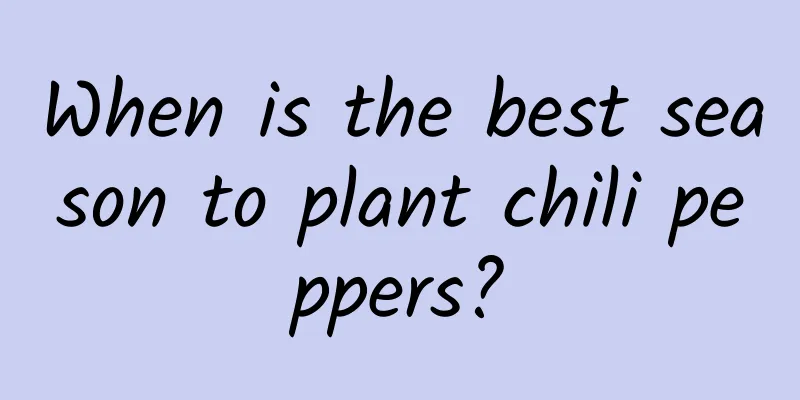 When is the best season to plant chili peppers?