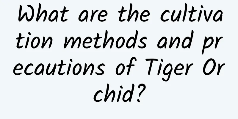 What are the cultivation methods and precautions of Tiger Orchid?