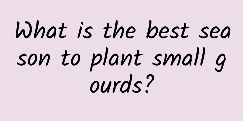 What is the best season to plant small gourds?