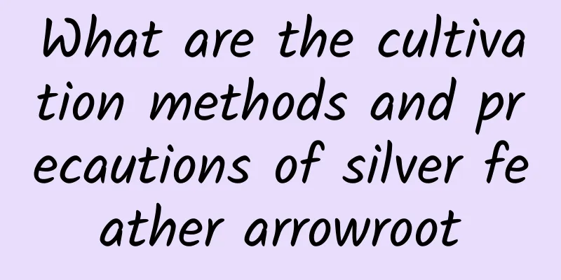 What are the cultivation methods and precautions of silver feather arrowroot