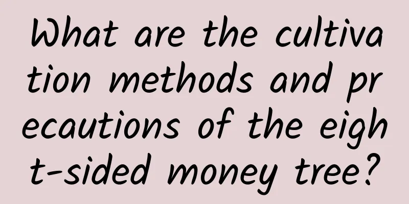 What are the cultivation methods and precautions of the eight-sided money tree?