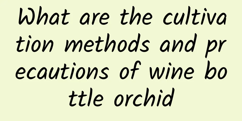 What are the cultivation methods and precautions of wine bottle orchid