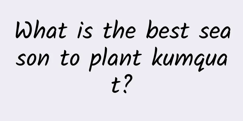 What is the best season to plant kumquat?