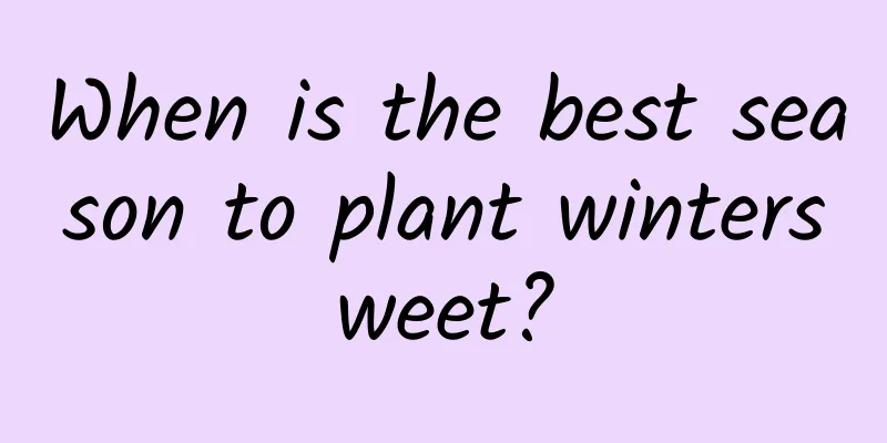 When is the best season to plant wintersweet?
