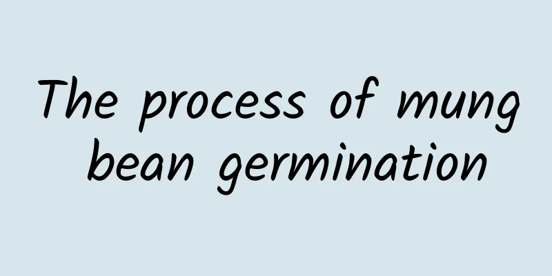 The process of mung bean germination