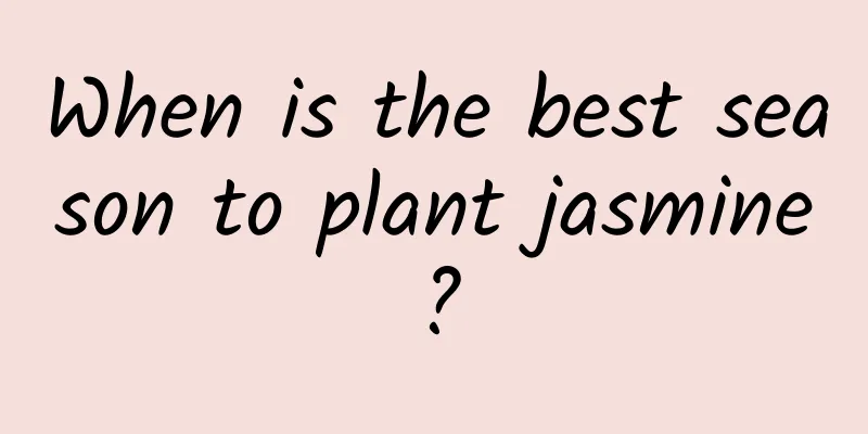 When is the best season to plant jasmine?