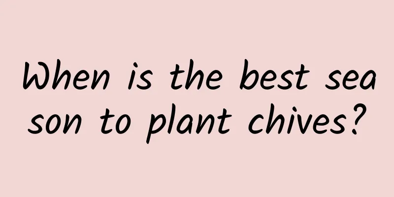 When is the best season to plant chives?