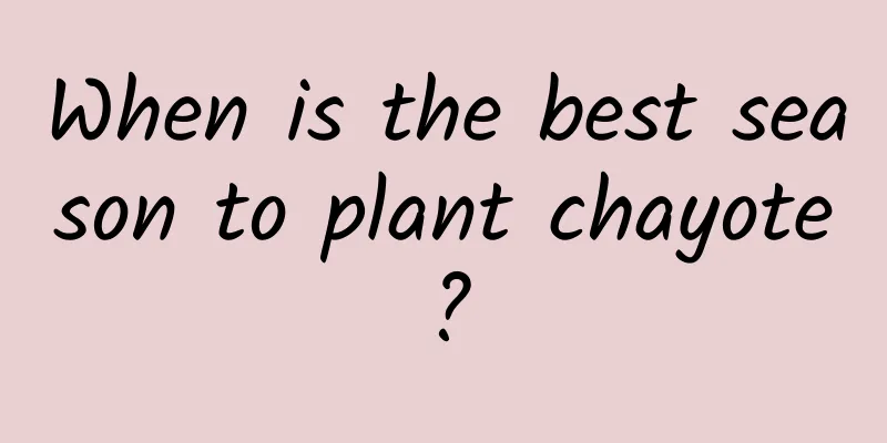 When is the best season to plant chayote?