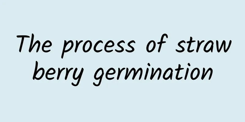 The process of strawberry germination