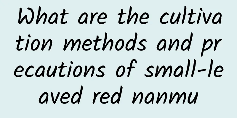 What are the cultivation methods and precautions of small-leaved red nanmu