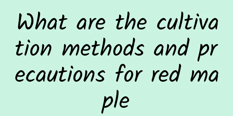 What are the cultivation methods and precautions for red maple