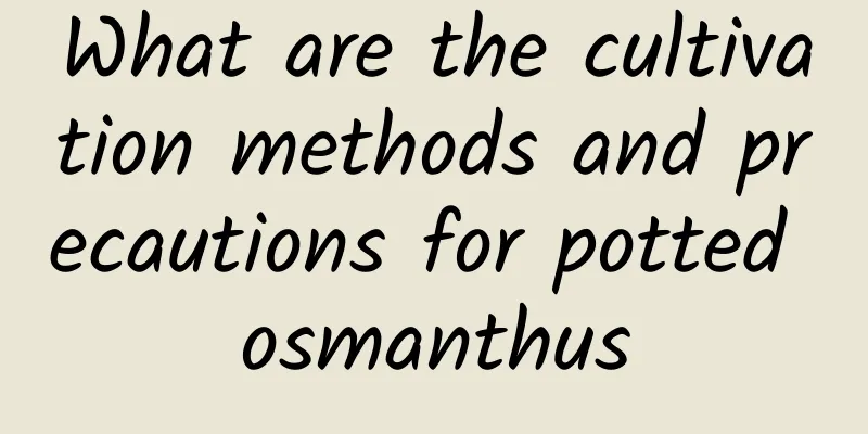 What are the cultivation methods and precautions for potted osmanthus