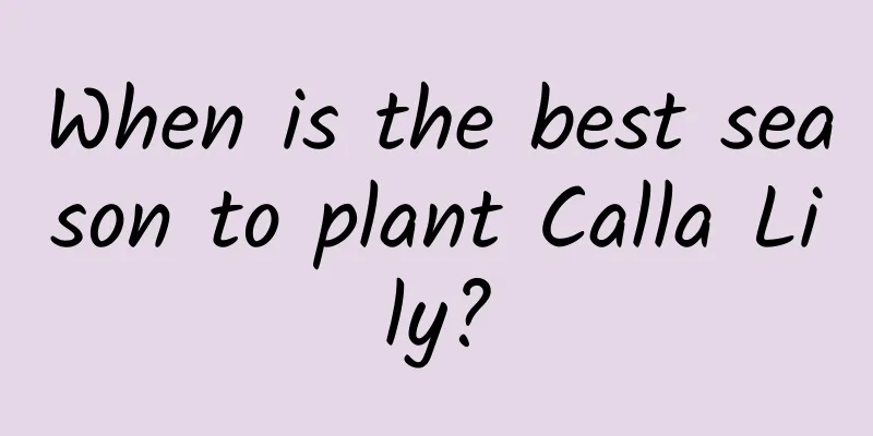 When is the best season to plant Calla Lily?