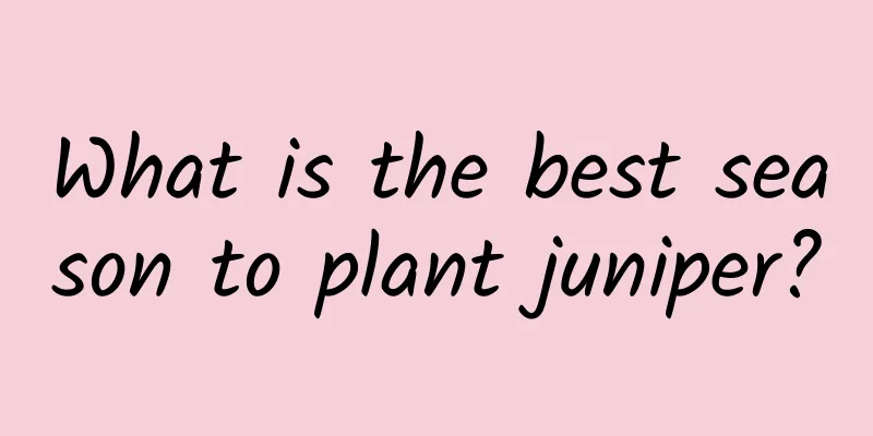 What is the best season to plant juniper?