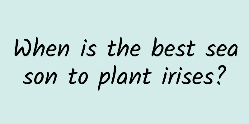 When is the best season to plant irises?