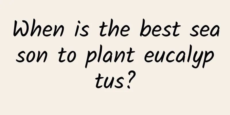 When is the best season to plant eucalyptus?