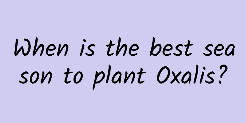 When is the best season to plant Oxalis?