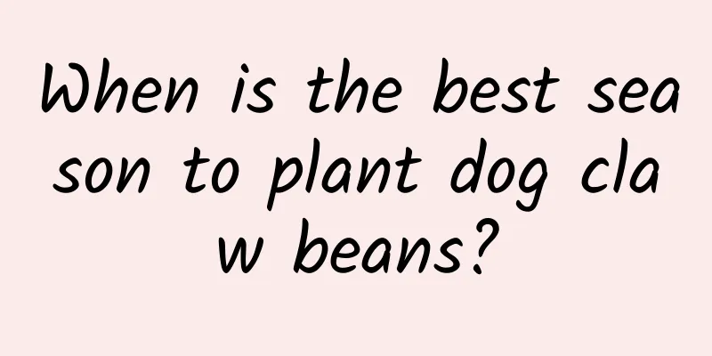 When is the best season to plant dog claw beans?