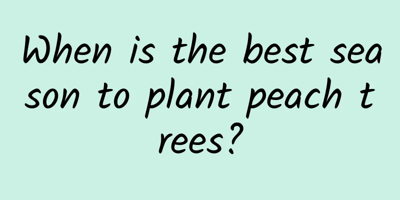 When is the best season to plant peach trees?