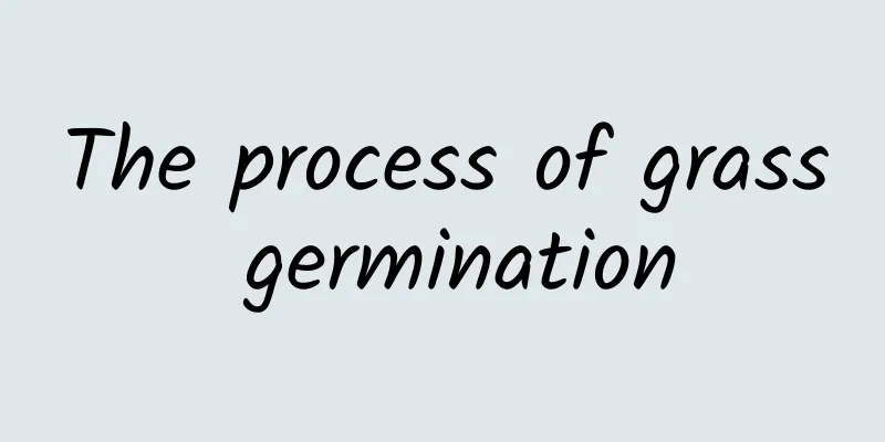 The process of grass germination
