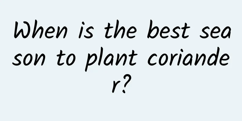 When is the best season to plant coriander?