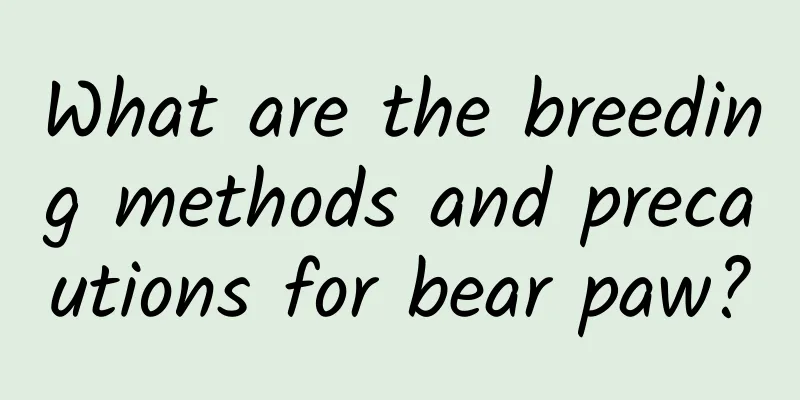 What are the breeding methods and precautions for bear paw?