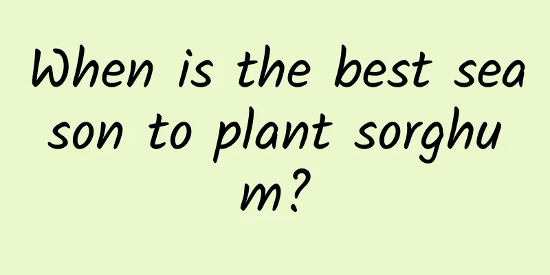When is the best season to plant sorghum?