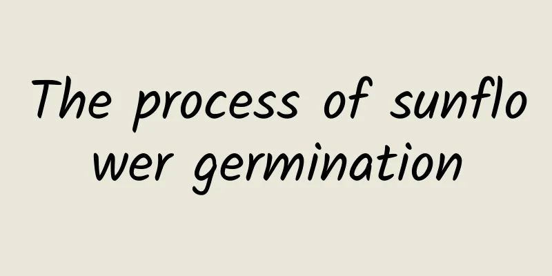 The process of sunflower germination