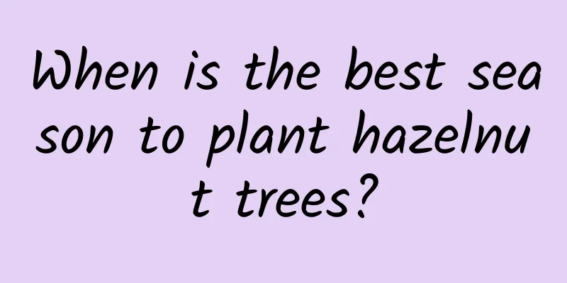 When is the best season to plant hazelnut trees?