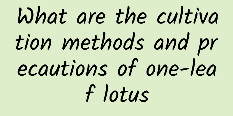 What are the cultivation methods and precautions of one-leaf lotus