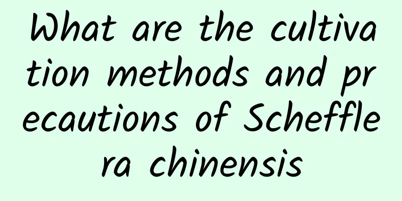 What are the cultivation methods and precautions of Schefflera chinensis