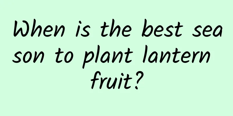 When is the best season to plant lantern fruit?
