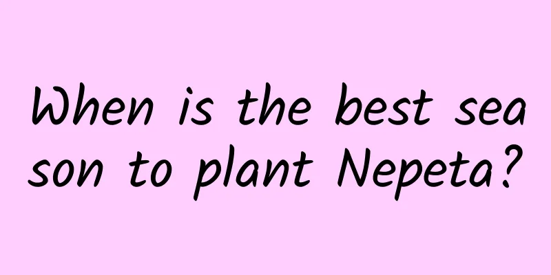 When is the best season to plant Nepeta?