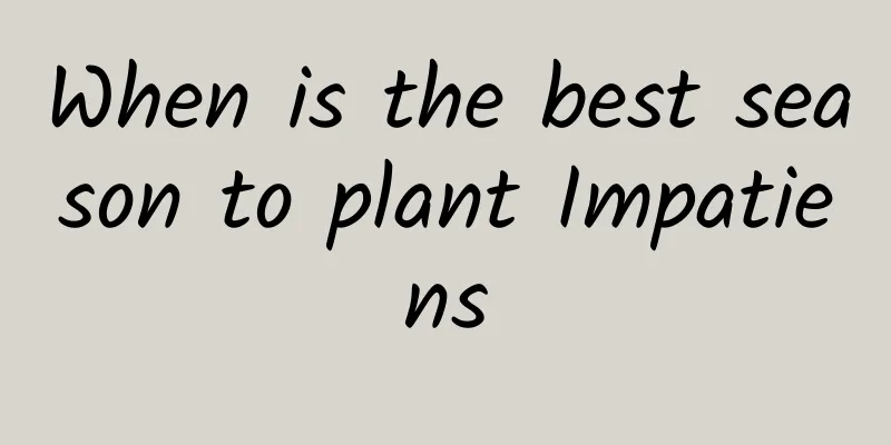 When is the best season to plant Impatiens