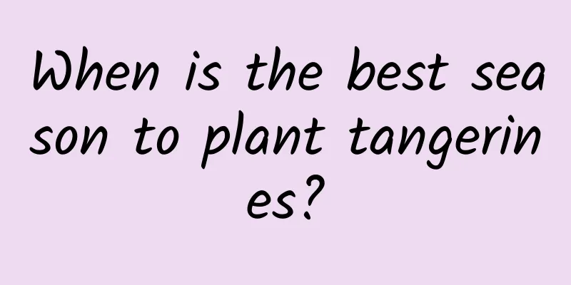 When is the best season to plant tangerines?