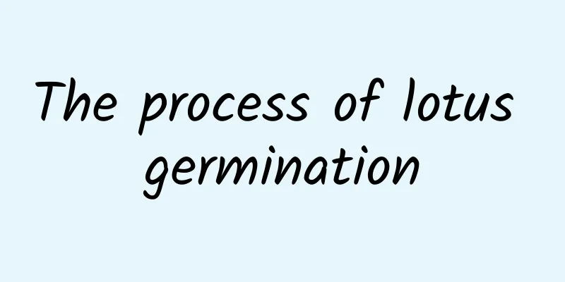 The process of lotus germination