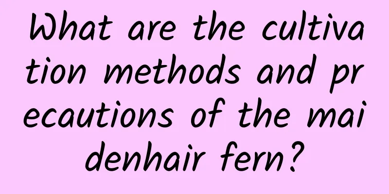 What are the cultivation methods and precautions of the maidenhair fern?