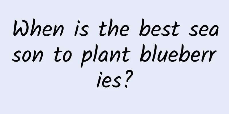 When is the best season to plant blueberries?
