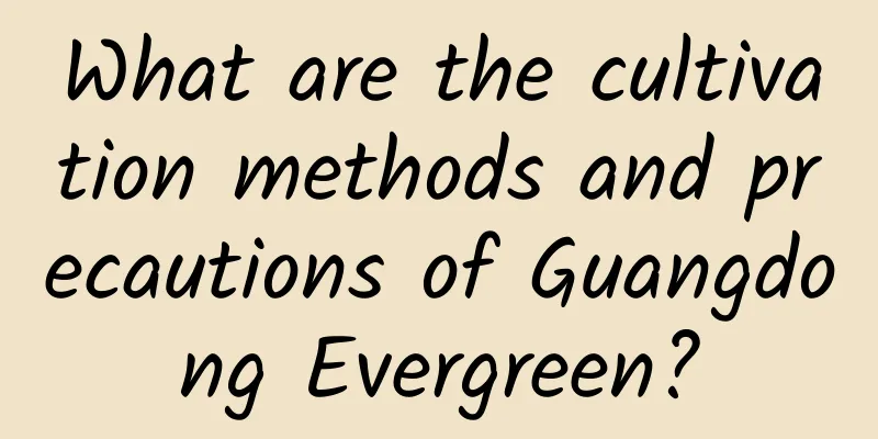 What are the cultivation methods and precautions of Guangdong Evergreen?