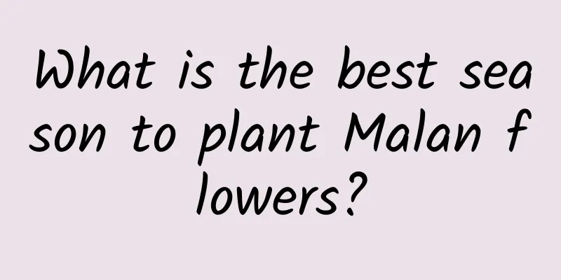 What is the best season to plant Malan flowers?