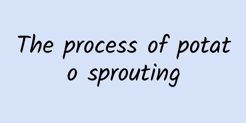 The process of potato sprouting