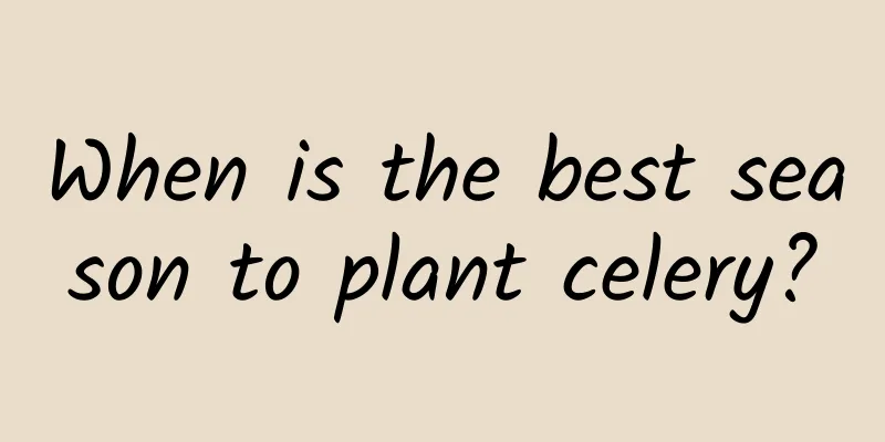 When is the best season to plant celery?