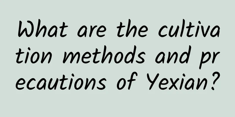 What are the cultivation methods and precautions of Yexian?