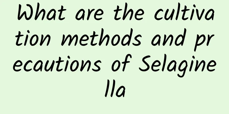 What are the cultivation methods and precautions of Selaginella