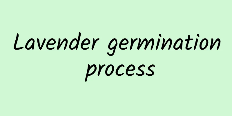 Lavender germination process