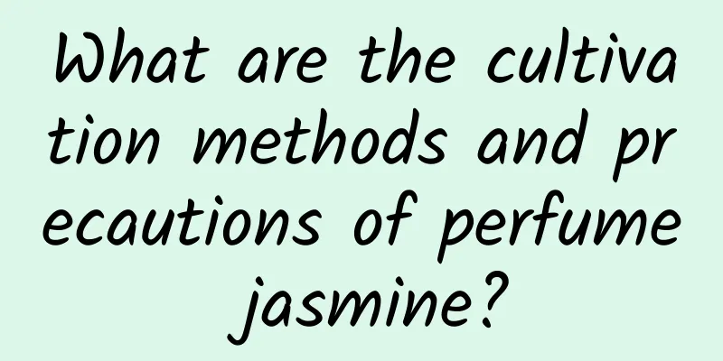 What are the cultivation methods and precautions of perfume jasmine?