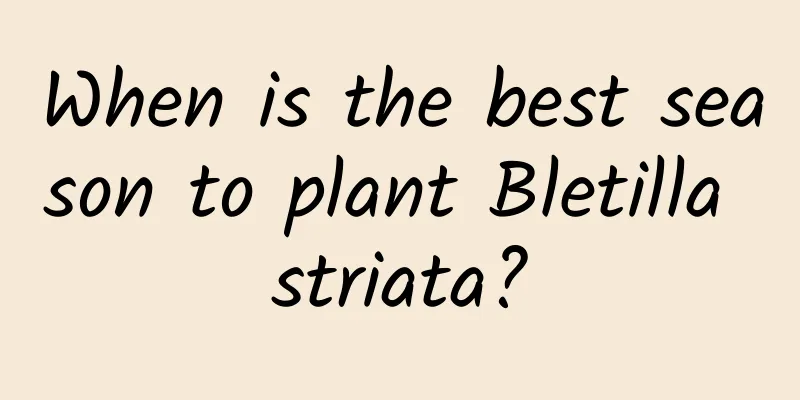 When is the best season to plant Bletilla striata?